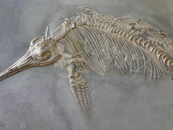Fischsaurier (Fossil).JPG